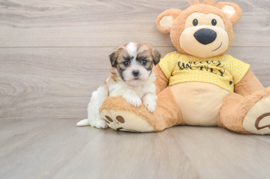 ALEXIS, a Teddy Bear littermate