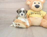 8 week old Teddy Bear Puppy For Sale - Pilesgrove Pups