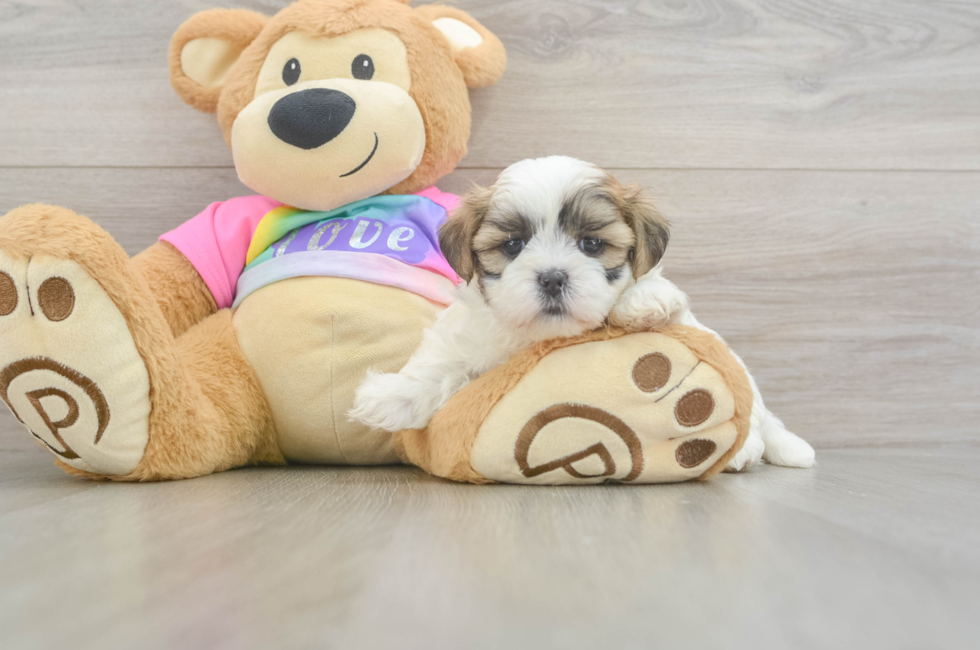 5 week old Teddy Bear Puppy For Sale - Pilesgrove Pups