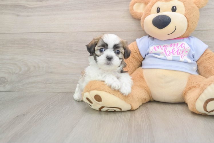 Teddy Bear Puppy for Adoption