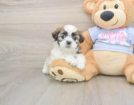 9 week old Teddy Bear Puppy For Sale - Pilesgrove Pups
