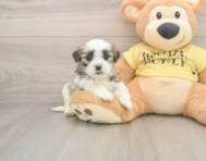 8 week old Teddy Bear Puppy For Sale - Pilesgrove Pups