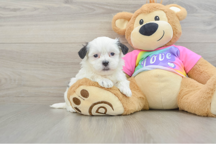 Best Teddy Bear Baby