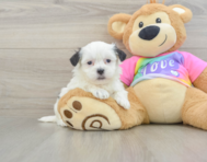 6 week old Teddy Bear Puppy For Sale - Pilesgrove Pups