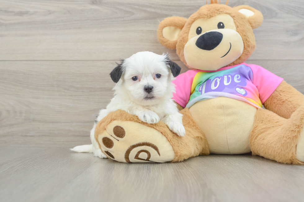 5 week old Teddy Bear Puppy For Sale - Pilesgrove Pups