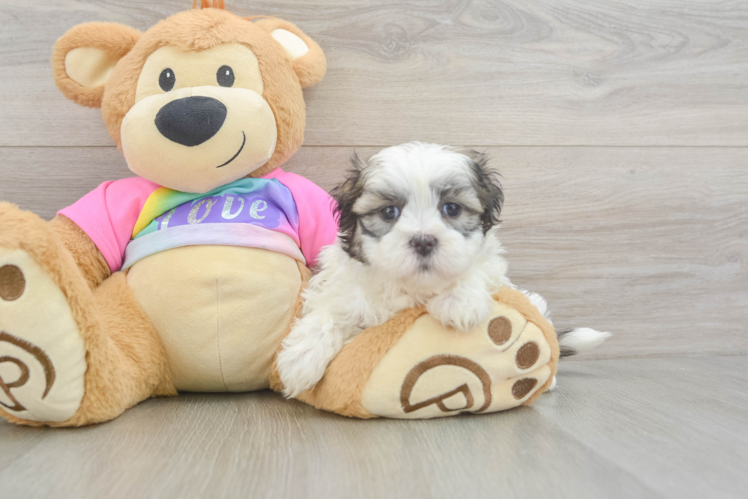 Teddy Bear Puppy for Adoption