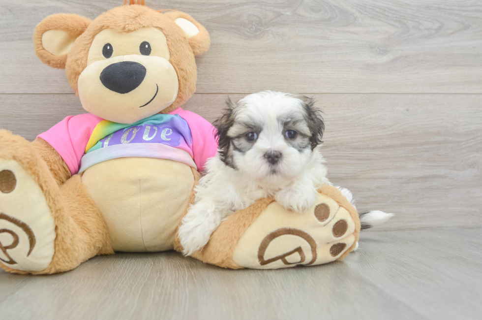 5 week old Teddy Bear Puppy For Sale - Pilesgrove Pups