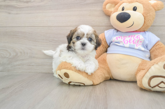 Teddy Bear Puppy for Adoption