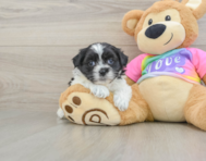 6 week old Teddy Bear Puppy For Sale - Pilesgrove Pups