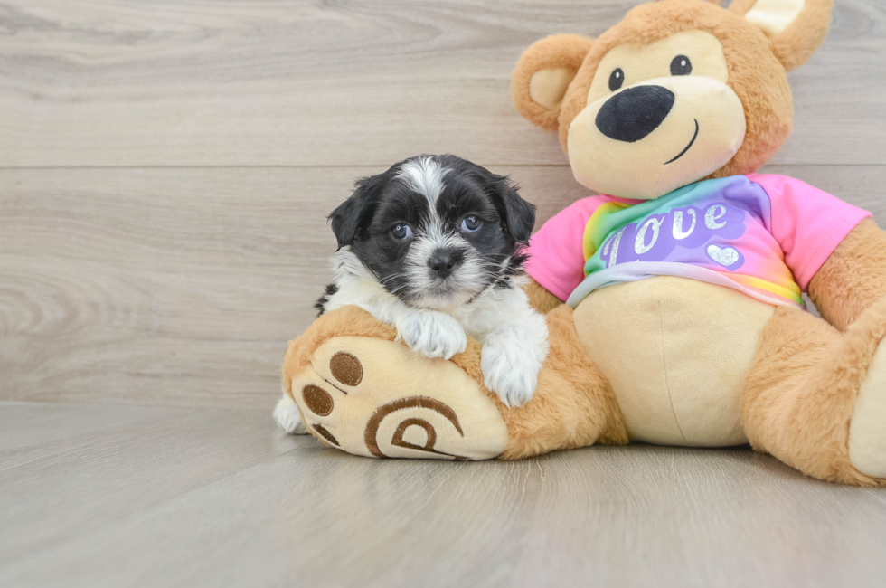 5 week old Teddy Bear Puppy For Sale - Pilesgrove Pups