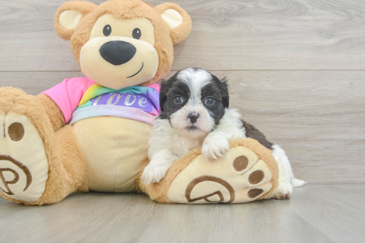 Teddy Bear Pup Being Cute