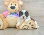 7 week old Teddy Bear Puppy For Sale - Pilesgrove Pups