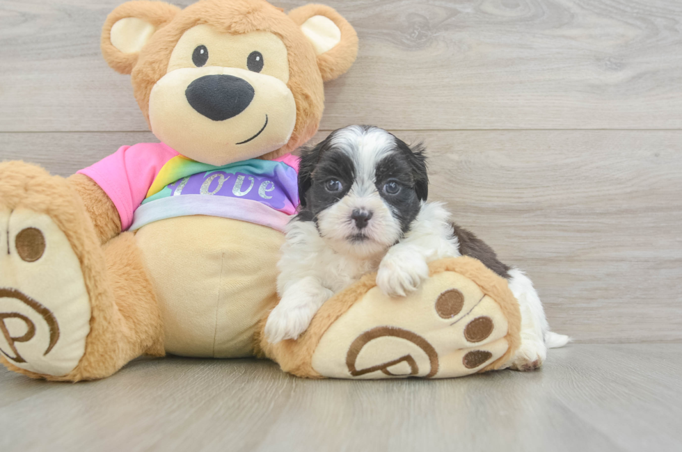 5 week old Teddy Bear Puppy For Sale - Pilesgrove Pups