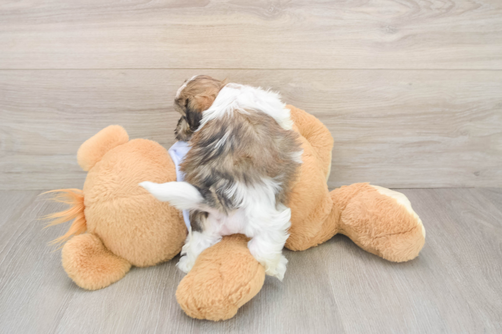 Best Teddy Bear Baby