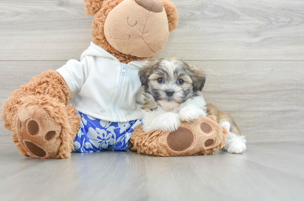 6 week old Teddy Bear Puppy For Sale - Pilesgrove Pups