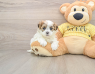 5 week old Teddy Bear Puppy For Sale - Pilesgrove Pups