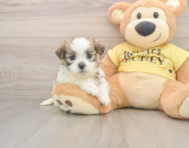 9 week old Teddy Bear Puppy For Sale - Pilesgrove Pups