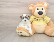 5 week old Teddy Bear Puppy For Sale - Pilesgrove Pups
