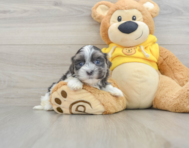 7 week old Teddy Bear Puppy For Sale - Pilesgrove Pups