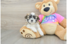 Teddy Bear Puppy for Adoption