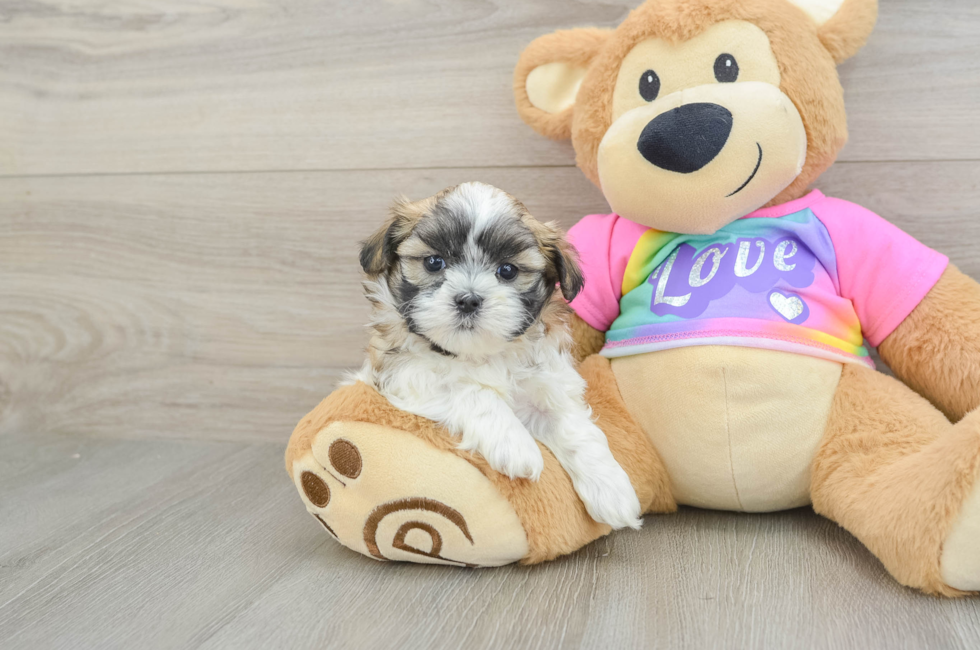 5 week old Teddy Bear Puppy For Sale - Pilesgrove Pups