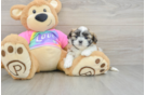 Teddy Bear Pup Being Cute