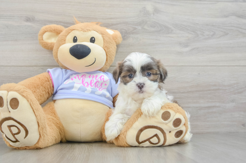 6 week old Teddy Bear Puppy For Sale - Pilesgrove Pups