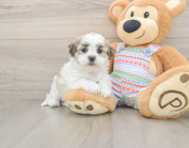 5 week old Teddy Bear Puppy For Sale - Pilesgrove Pups