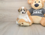 7 week old Teddy Bear Puppy For Sale - Pilesgrove Pups