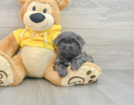 7 week old Teddy Bear Puppy For Sale - Pilesgrove Pups