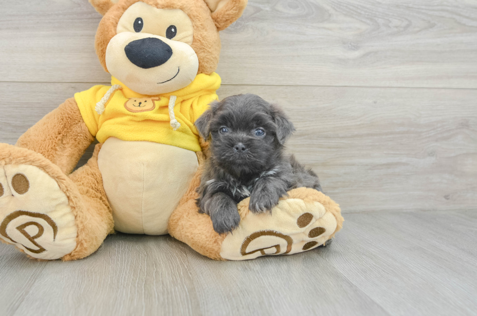 7 week old Teddy Bear Puppy For Sale - Pilesgrove Pups