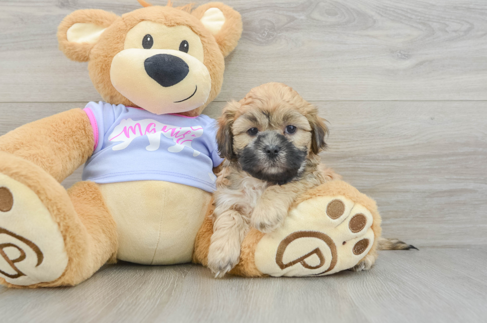 6 week old Teddy Bear Puppy For Sale - Pilesgrove Pups