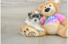 Teddy Bear Pup Being Cute
