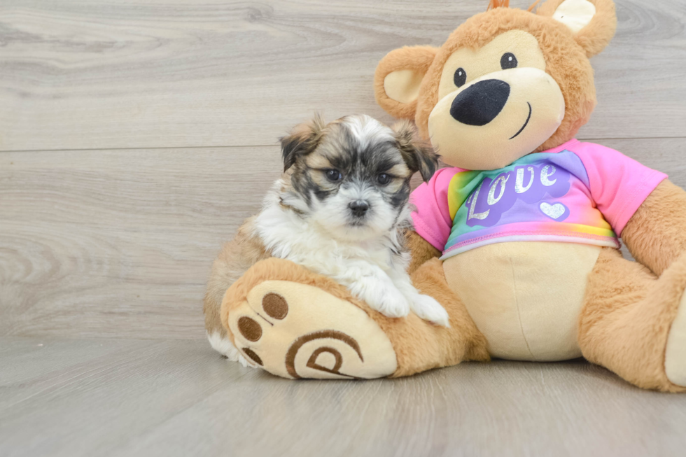 Teddy Bear Pup Being Cute