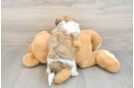 Teddy Bear Puppy for Adoption