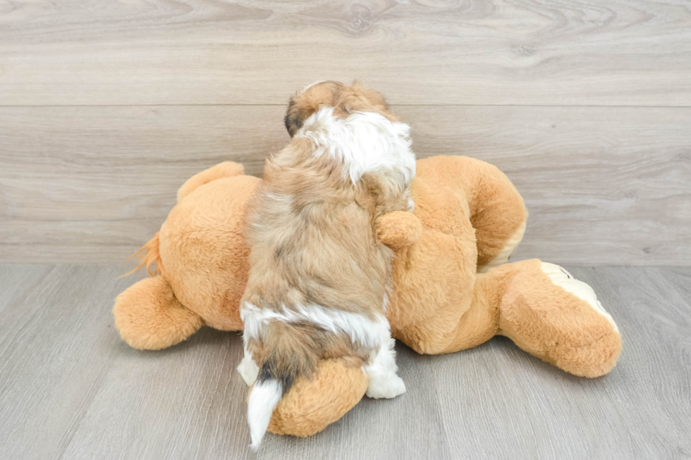 Teddy Bear Puppy for Adoption
