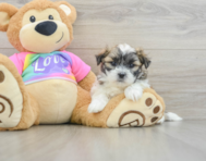 6 week old Teddy Bear Puppy For Sale - Pilesgrove Pups