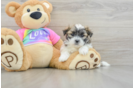 Teddy Bear Puppy for Adoption