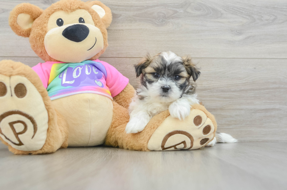 5 week old Teddy Bear Puppy For Sale - Pilesgrove Pups