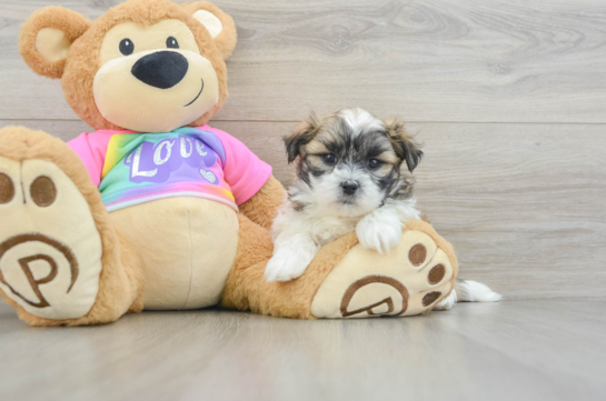 Teddy Bear Puppy for Adoption
