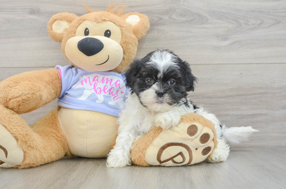 6 week old Teddy Bear Puppy For Sale - Pilesgrove Pups