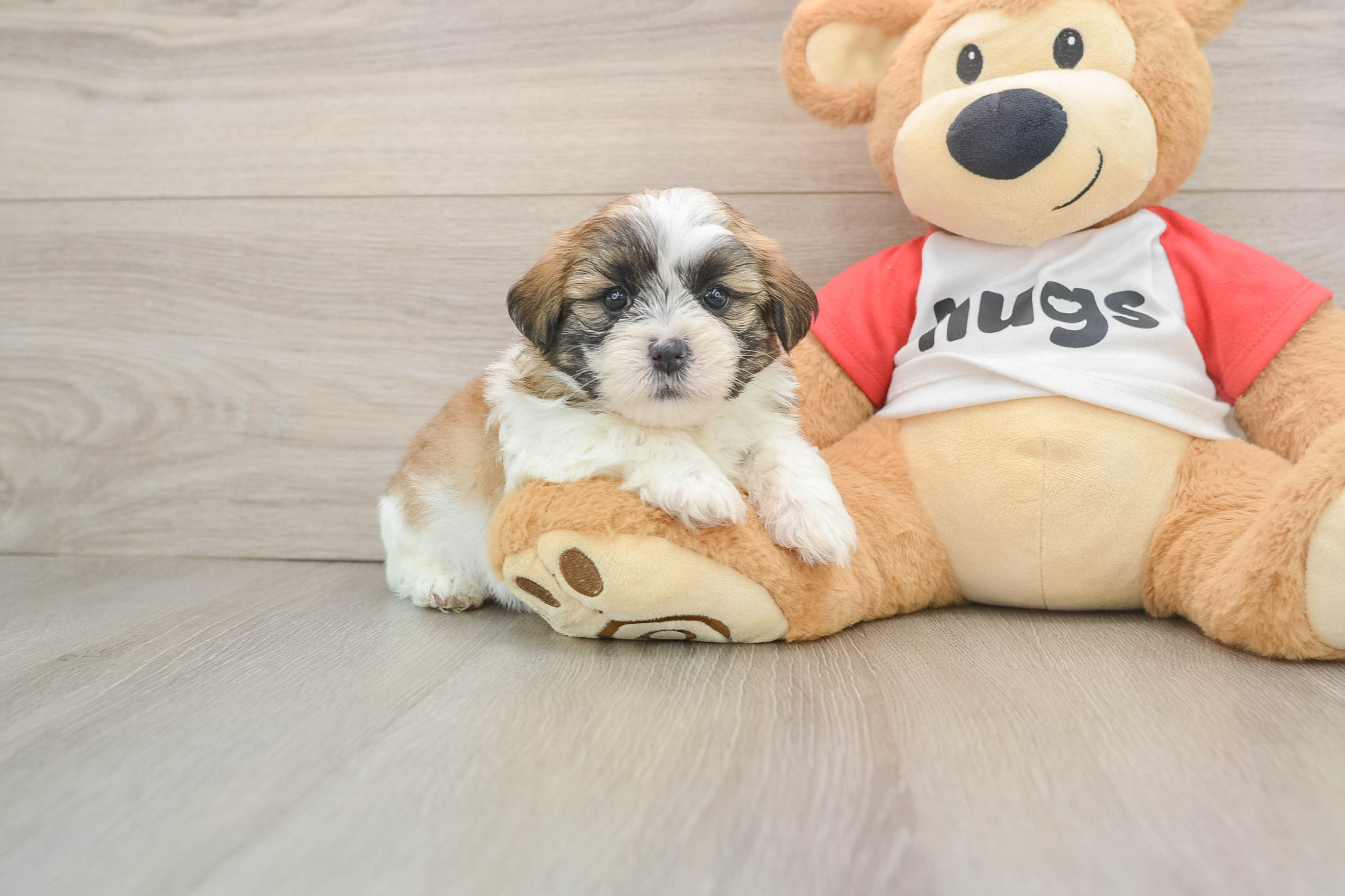 Teddy Bear Pup Being Cute