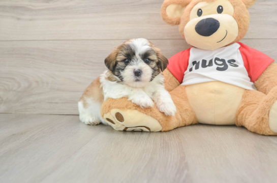 BART, a Teddy Bear littermate