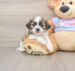 5 week old Teddy Bear Puppy For Sale - Pilesgrove Pups