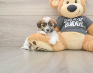 7 week old Teddy Bear Puppy For Sale - Pilesgrove Pups