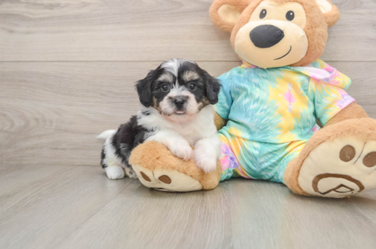 Teddy Bear Pup Being Cute