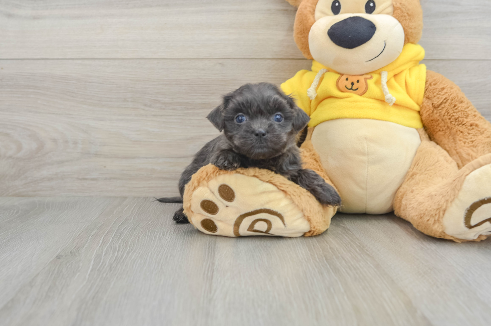 6 week old Teddy Bear Puppy For Sale - Pilesgrove Pups