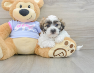 8 week old Teddy Bear Puppy For Sale - Pilesgrove Pups