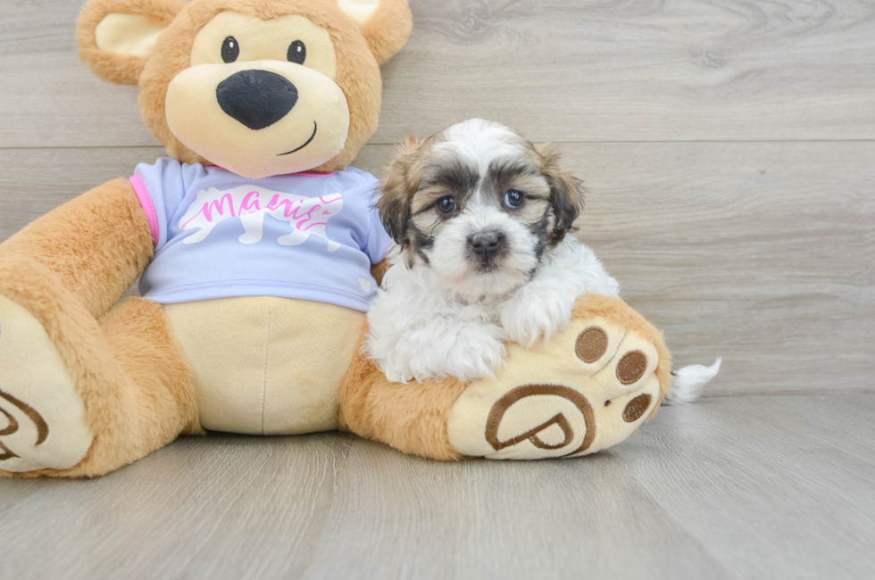 6 week old Teddy Bear Puppy For Sale - Pilesgrove Pups