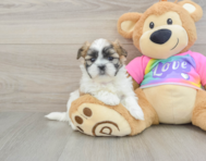 6 week old Teddy Bear Puppy For Sale - Pilesgrove Pups
